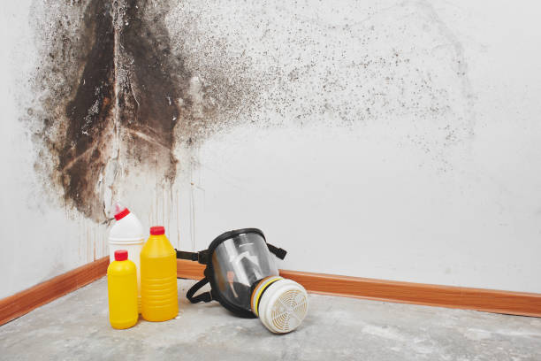 Best Mold Removal and Inspection  in South Elgin, IL