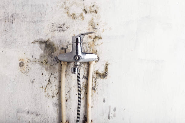 Best Mold Removal Company Near Me  in South Elgin, IL