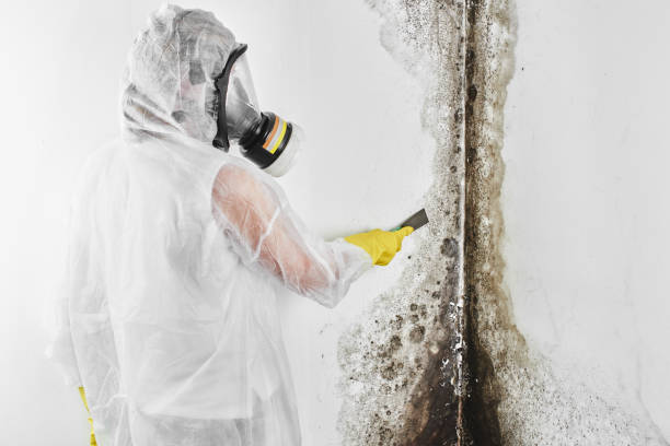 Home Mold Removal in South Elgin, IL