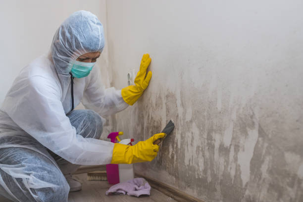 Best Crawl Space Mold Removal  in South Elgin, IL