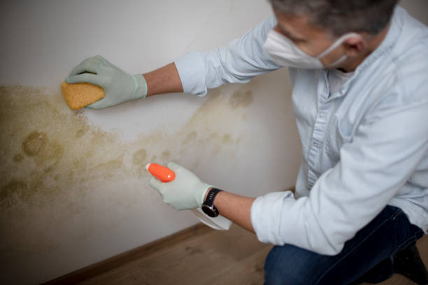 Best Mold Damage Repair  in South Elgin, IL
