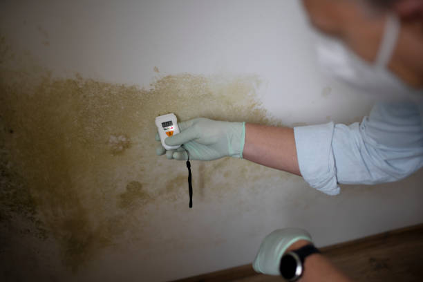 Best Black Mold Removal  in South Elgin, IL