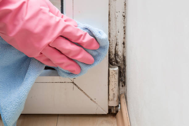 Best Attic Mold Removal  in South Elgin, IL