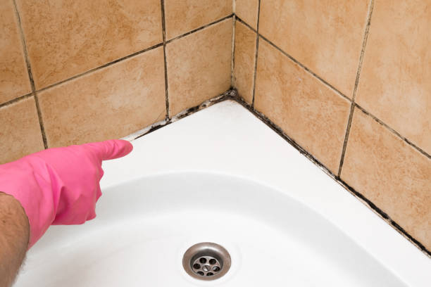 Mold Removal and Inspection in South Elgin, IL